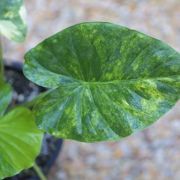 Image of Alocasia odora  (Roxb.) K. Koch.