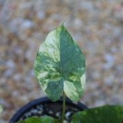 Image of Alocasia odora  (Roxb.) K. Koch.