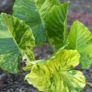 Image of Alocasia odora  (Roxb.) K. Koch.