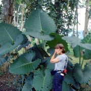 Image of Alocasia odora  (Roxb.) K. Koch.