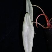 Image of Alocasia peltata 'Silver-grey' .