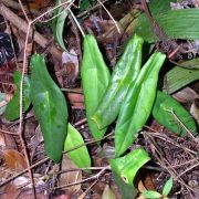 Image of Alocasia peltata  M. Hotta.