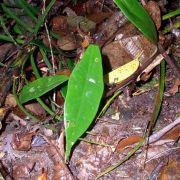 Image of Alocasia peltata  M. Hotta.