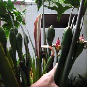 Image of Alocasia portei  Becc. & Engl..