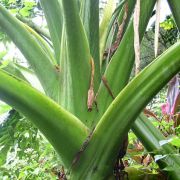 Image of Alocasia portei  Becc. & Engl..