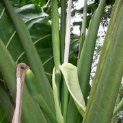 Image of Alocasia portei  Becc. & Engl..