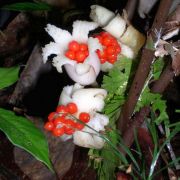 Image of Alocasia princeps  .