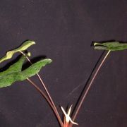 Image of Alocasia princeps 'Candy Sticks' .