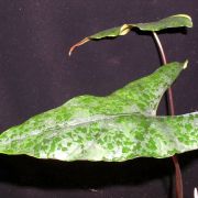 Image of Alocasia princeps 'Candy Sticks' .