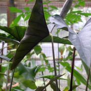 Image of Alocasia princeps 'Purple Cloak' .