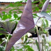 Image of Alocasia princeps 'Purple Cloak' .