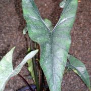 Image of Alocasia princeps 'Purple Cloak' .