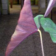 Image of Alocasia princeps 'Purple Cloak' .