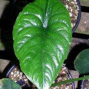 Image of Alocasia puncakborneensis  .