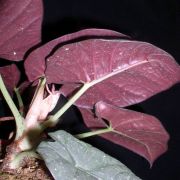 Image of Alocasia reginae  L.Linden ex N.E.Br..