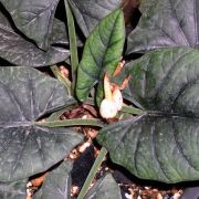 Image of Alocasia reginae  L.Linden ex N.E.Br..