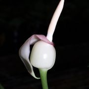 Image of Alocasia reversa  N.E. Br..