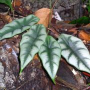 Image of Alocasia reversa  .