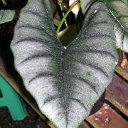 Image of Alocasia reversa  .