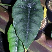 Image of Alocasia reversa  .