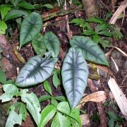 Image of Alocasia reversa  .