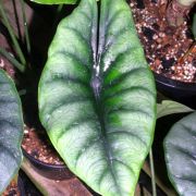 Image of Alocasia reversa 'Hanah' .