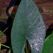 Image of Alocasia ridleyi  .