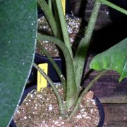 Image of Alocasia ridleyi  .