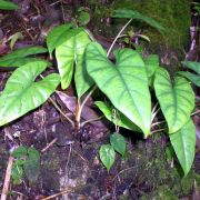 Image of Alocasia ridleyi  .