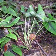 Image of Alocasia ridleyi  .