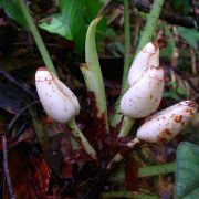 Image of Alocasia ridleyi  .