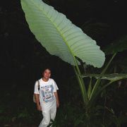 Image of Alocasia robusta  M.Hotta.