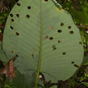 Image of Alocasia robusta  M. Hotta.