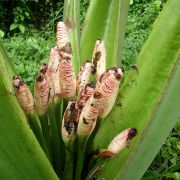 Image of Alocasia robusta  M. Hotta.