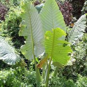 Image of Alocasia robusta  M. Hotta.