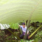 Image of Alocasia robusta  M. Hotta.