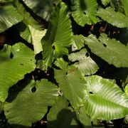 Image of Alocasia sarawakensis  M. Hotta.