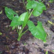 Image of Alocasia sarawakensis 'Green' M. Hotta.