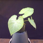 Image of Alocasia sarawakensis 'Green' M. Hotta.