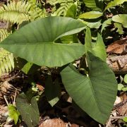 Image of Alocasia scabriuscula  N.E.Br..