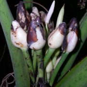 Image of Alocasia scabriuscula  N.E. Br..