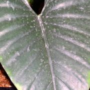 Image of Alocasia scabriuscula 'Small Grey' .