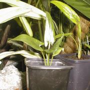 Image of Alocasia scalprum  A. Hay.