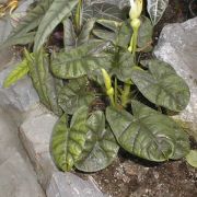 Image of Alocasia sinuata  N.E. Br..