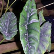 Image of Alocasia venusta  .