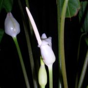 Image of Alocasia venusta  .