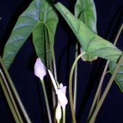 Image of Alocasia venusta  .