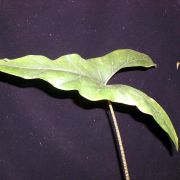 Image of Alocasia wongii  A.Hay.