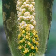 Image of Amorphophallus aberrans  Hetterscheid.