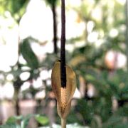 Image of Amorphophallus aberrans  Hetterscheid.